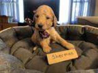 Mutt Puppy for sale in Gaylord, MN, USA