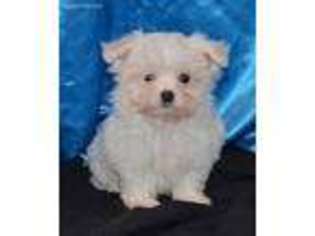Maltese Puppy for sale in Rock Valley, IA, USA