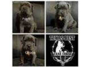 Cane Corso Puppy for sale in Mesquite, TX, USA