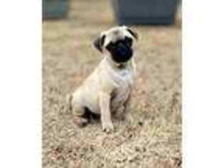 Pug Puppy for sale in Chico, TX, USA