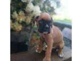 Boxer Puppy for sale in Eatonville, WA, USA