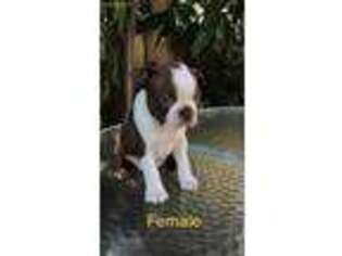 Boston Terrier Puppy for sale in Downey, CA, USA