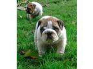 Bulldog Puppy for sale in Marion Center, PA, USA