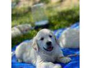 Mutt Puppy for sale in Calhan, CO, USA