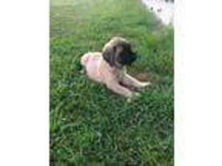 Mastiff Puppy for sale in Cisne, IL, USA