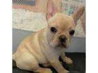 French Bulldog Puppy for sale in Auburn, ME, USA