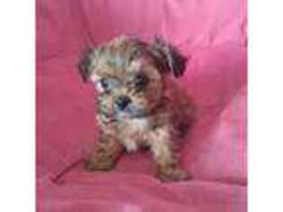Yorkshire Terrier Puppy for sale in Martinsville, VA, USA