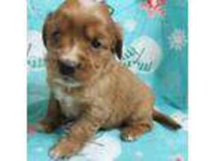 Mutt Puppy for sale in Madisonville, TN, USA