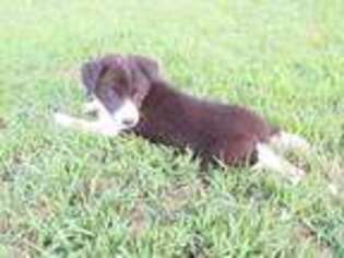 Border Collie Puppy for sale in Wisconsin Dells, WI, USA