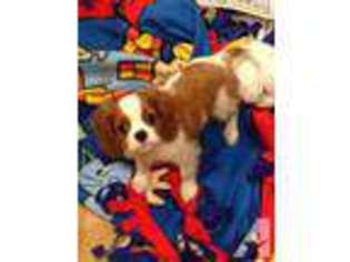 Cavalier King Charles Spaniel Puppy for sale in SEEKONK, MA, USA