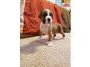 Boxer Puppy for sale in Gravois Mills, MO, USA