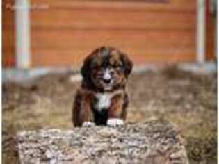 Bernese Mountain Dog Puppy for sale in Iola, WI, USA