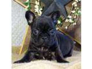 French Bulldog Puppy for sale in Cambridge City, IN, USA