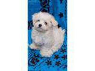 Maltese Puppy for sale in Columbia, MO, USA
