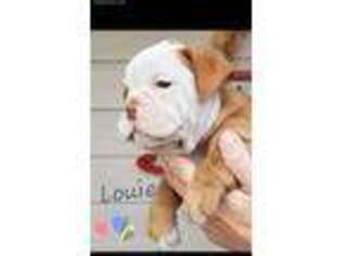 Olde English Bulldogge Puppy for sale in Guntown, MS, USA