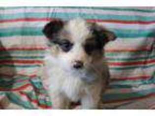 Miniature Australian Shepherd Puppy for sale in Fayetteville, AR, USA