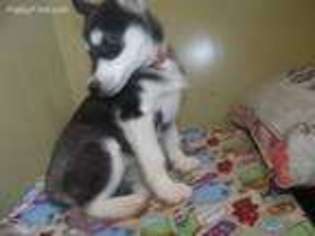 Siberian Husky Puppy for sale in Paterson, NJ, USA