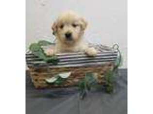 Golden Retriever Puppy for sale in Norwood, MO, USA