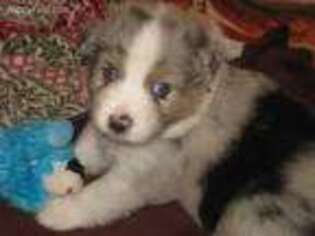 Australian Shepherd Puppy for sale in Dickens, TX, USA