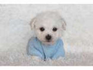 Bichon Frise Puppy for sale in Center Ridge, AR, USA