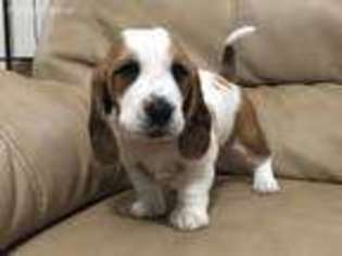 Basset Hound Puppy for sale in Palmer, AK, USA