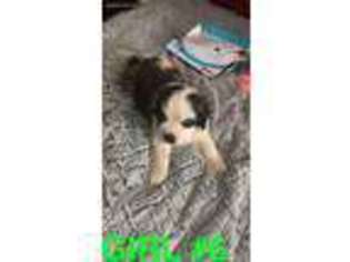Saint Bernard Puppy for sale in Warren, MI, USA