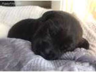 Labrador Retriever Puppy for sale in Racine, WI, USA