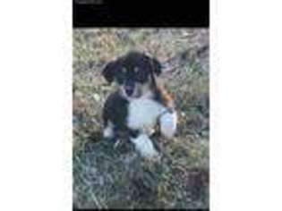 Pembroke Welsh Corgi Puppy for sale in Gordo, AL, USA