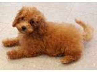 Mutt Puppy for sale in Clintonville, WI, USA