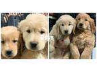 Golden Retriever Puppy for sale in Wausau, WI, USA
