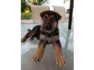 German Shepherd Dog Puppy for sale in Melrose Park, IL, USA