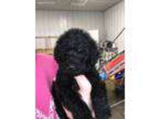 Mutt Puppy for sale in Newfolden, MN, USA