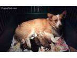 Pembroke Welsh Corgi Puppy for sale in Rudyard, MI, USA