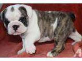 Bulldog Puppy for sale in WADSWORTH, OH, USA