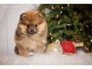 Pomeranian Puppy for sale in Benton, MO, USA