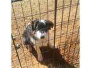 Border Collie Puppy for sale in Iowa Park, TX, USA