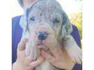 Great Dane Puppy for sale in Cleburne, TX, USA