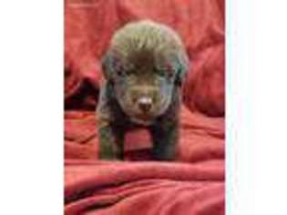 Newfoundland Puppy for sale in Papillion, NE, USA