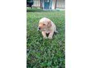 Labrador Retriever Puppy for sale in Gainesville, MO, USA