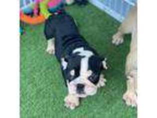 Bulldog Puppy for sale in Deltona, FL, USA