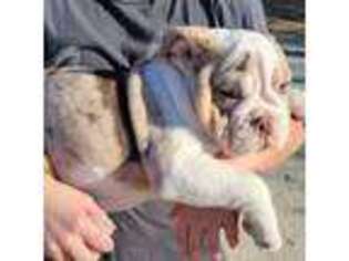 Bulldog Puppy for sale in Vanzant, MO, USA