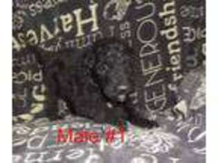 Labradoodle Puppy for sale in Montrose, MI, USA