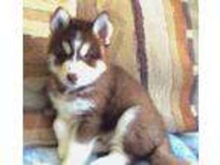 Siberian Husky Puppy for sale in San Antonio, TX, USA