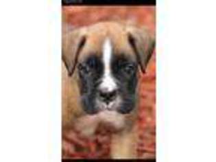 Boxer Puppy for sale in Marlow, OK, USA
