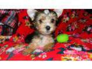 Yorkshire Terrier Puppy for sale in Sanger, TX, USA