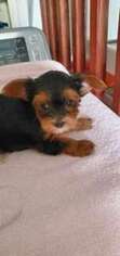 Yorkshire Terrier Puppy for sale in Richmond, VA, USA