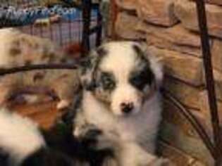 Australian Shepherd Puppy for sale in New Kent, VA, USA