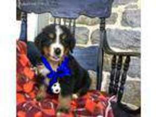 Bernese Mountain Dog Puppy for sale in Bird In Hand, PA, USA