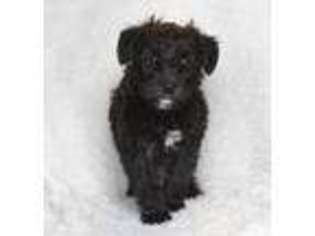 Schnoodle (Standard) Puppy for sale in Cincinnati, OH, USA