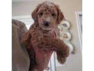 Goldendoodle Puppy for sale in Cumming, GA, USA